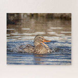 Mallard Duck at Downing Park