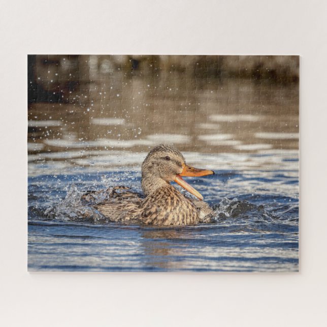 Mallard Duck at Downing Park (Horizontal)