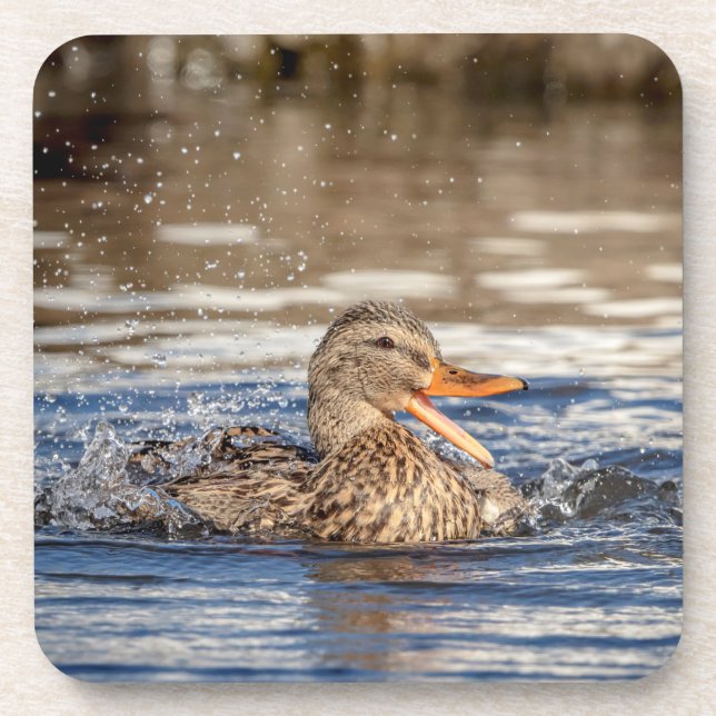 Mallard Duck at Downing Park Getränkeuntersetzer (Vorderseite)