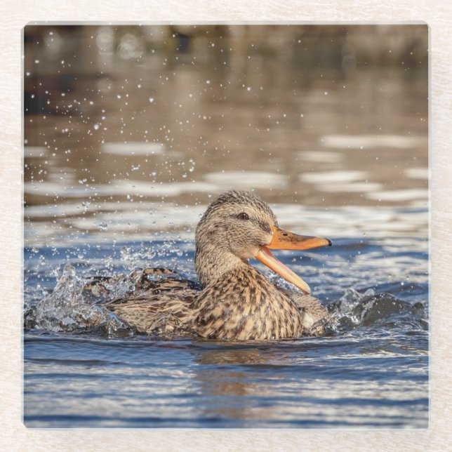 Mallard Duck at Downing Park Glasuntersetzer (Vorderseite)