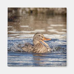 Mallard Duck at Downing Park Magnet