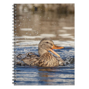 Mallard Duck at Downing Park Notizblock