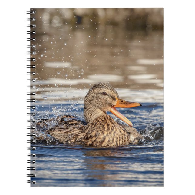 Mallard Duck at Downing Park Notizblock (Vorderseite)