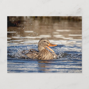 Mallard Duck at Downing Park Postkarte