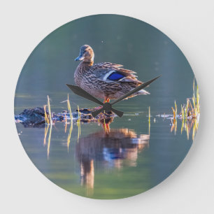 Mallard duck at sunset große wanduhr