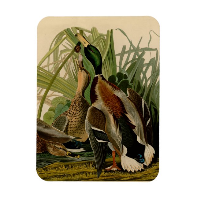 Mallard Duck Audubon Bird Malerei Magnet (Vertikal)