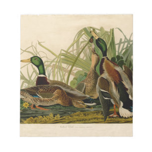 Mallard Duck Audubon Bird Malerei Notizblock