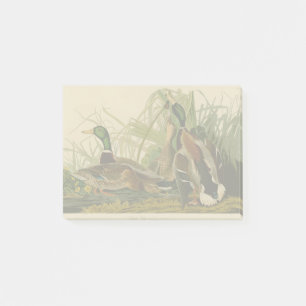 Mallard Duck Audubon Bird Malerei Post-it Klebezettel