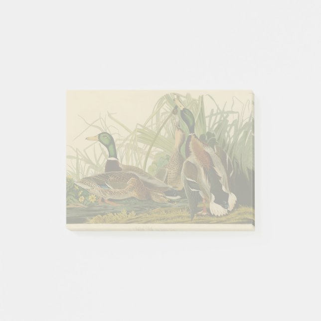 Mallard Duck Audubon Bird Malerei Post-it Klebezettel (Vorderseite)