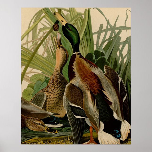 Mallard Duck Audubon Bird Malerei Poster (Vorne)