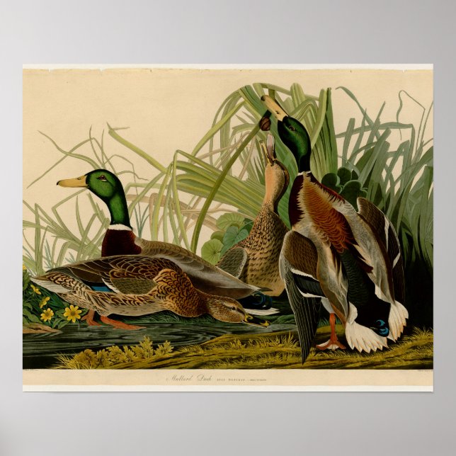 Mallard Duck Audubon Bird Malerei Poster (Vorne)