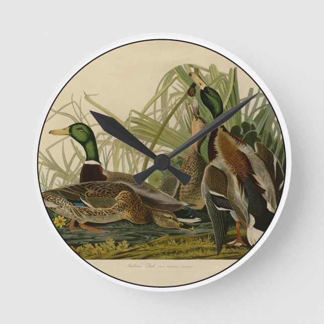 Mallard Duck Audubon Bird Malerei Runde Wanduhr (Vorderseite)