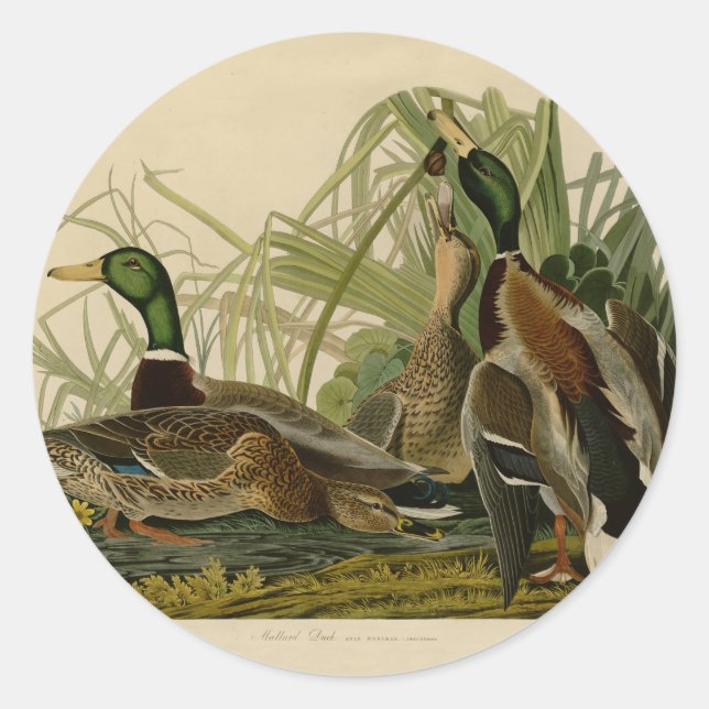Mallard Duck Audubon Bird Malerei Runder Aufkleber (Vorderseite)