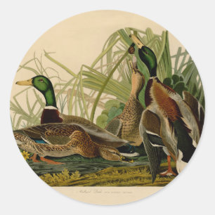 Mallard Duck Audubon Bird Malerei Runder Aufkleber