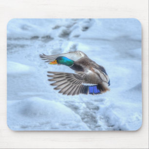 Mallard Duck Birdlover Wildlife Foto Mousepad