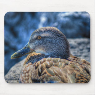 Mallard Duck Birdlover Wildlife Portrait Mousepad