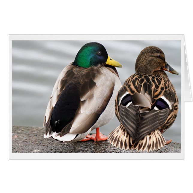 Mallard Duck Couple Card (Vorderseite (Horizontal))