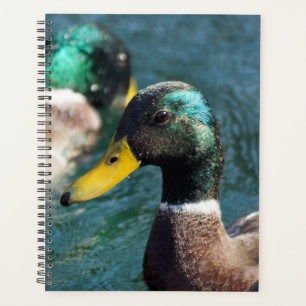Mallard Duck Daisy Planificateur hebdomadaire/mens