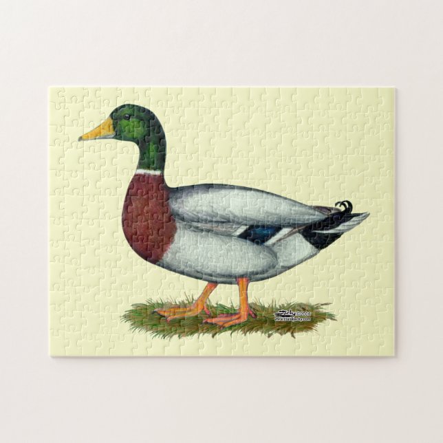 Mallard Duck Drake (Horizontal)