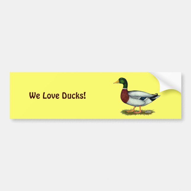 Mallard Duck Drake Autoaufkleber (Vorne)