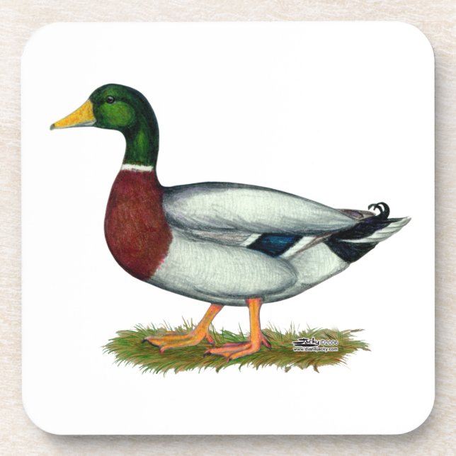 Mallard Duck Drake Getränkeuntersetzer (Vorderseite)