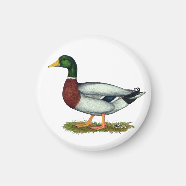 Mallard Duck Drake Magnet (Vorne)