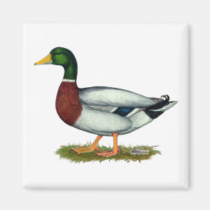 Mallard Duck Drake Magnet