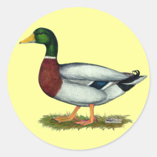Mallard Duck Drake Runder Aufkleber