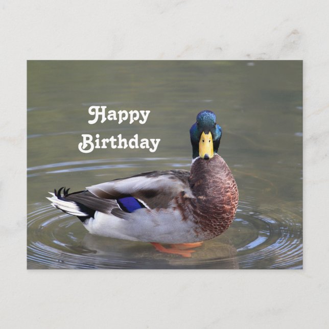 Mallard Duck Drake Water Foto Geburtstag Postkarte (Vorderseite)