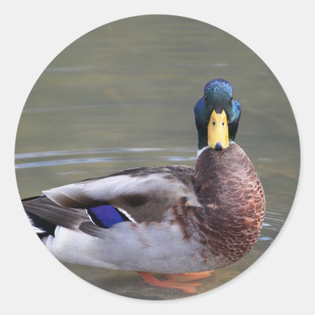 Mallard Duck Drake Water Foto Runder Aufkleber (Vorderseite)