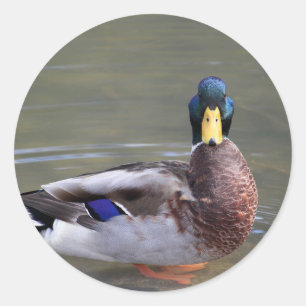 Mallard Duck Drake Water Foto Runder Aufkleber