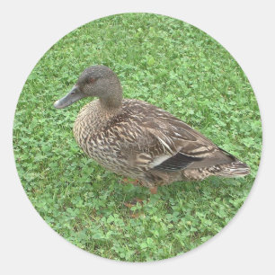 Mallard Duck Female Foto Runder Aufkleber