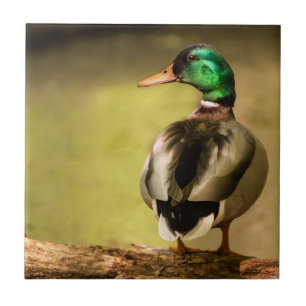 Mallard Duck Fliese
