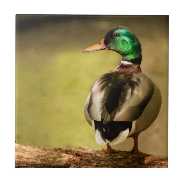Mallard Duck Fliese (Vorderseite)