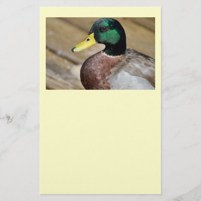 Mallard Duck Flyer (Vorne)