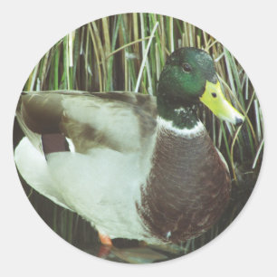Mallard Duck Foto Animal Lover Nature Birds Runder Aufkleber