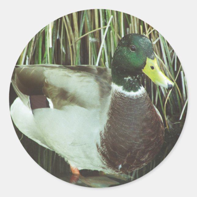 Mallard Duck Foto Animal Lover Nature Birds Runder Aufkleber (Vorderseite)