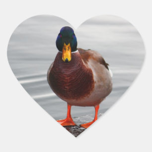 Mallard Duck Foto Herz-Aufkleber