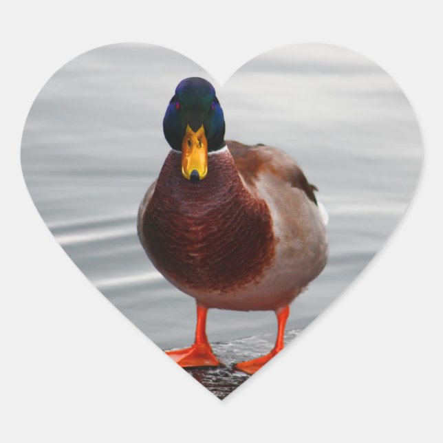 Mallard Duck Foto Herz-Aufkleber (Vorderseite)