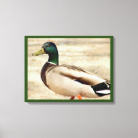 Mallard Duck Foto
