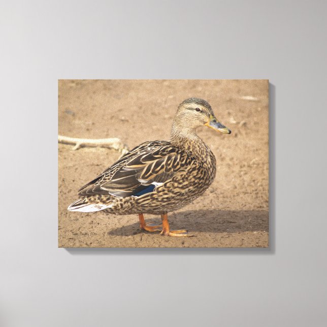 Mallard-Duck-Foto Leinwanddruck (Vorderseite)