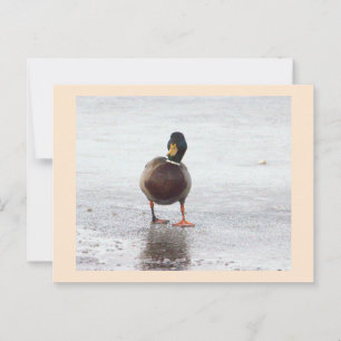 Mallard Duck Foto Postcard Postkarte
