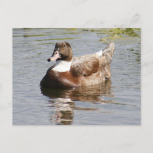 Mallard Duck Foto Postcard Postkarte