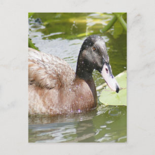 Mallard Duck Foto Postcard Postkarte