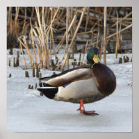 Mallard Duck Foto Poster