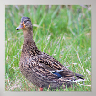 Mallard Duck Foto Poster