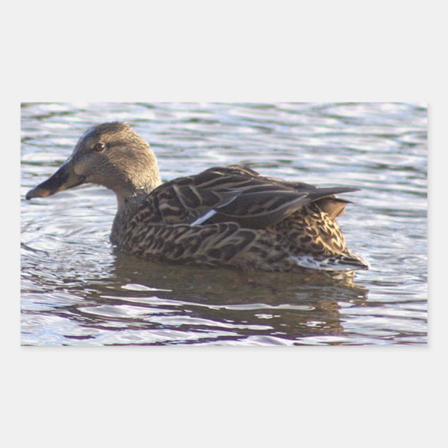 Mallard Duck Foto Stickers (Vorderseite)