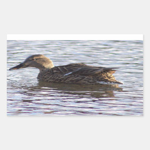 Mallard Duck Foto Stickers