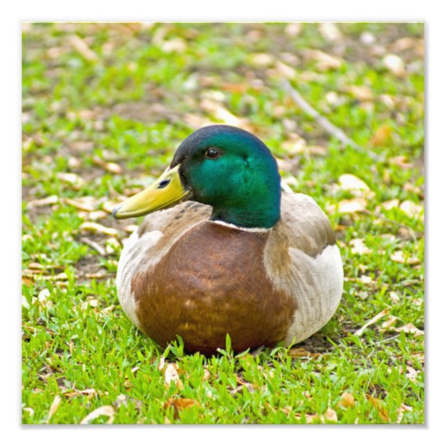 Mallard Duck Fotodruck (Vorne)