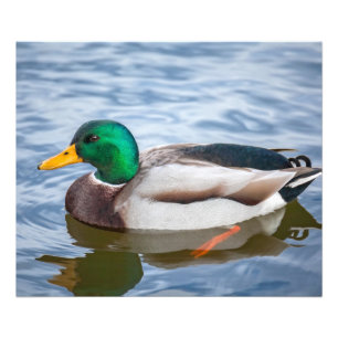 Mallard Duck Fotodruck
